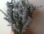 Lavender Essential Oil, a Prepper’s best&nbsp;friend